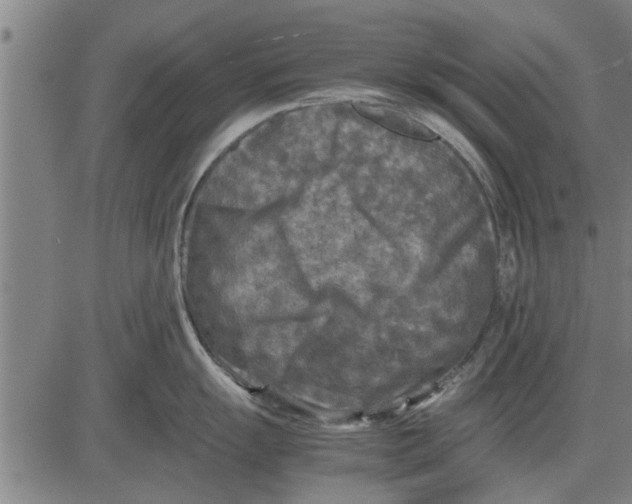 X0000081451055200702021737