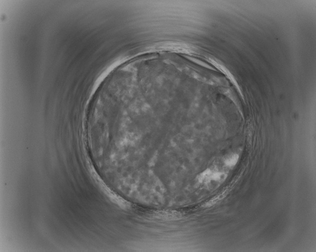 X0000081451091200702021736