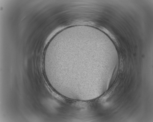 X0000081451094200702021736