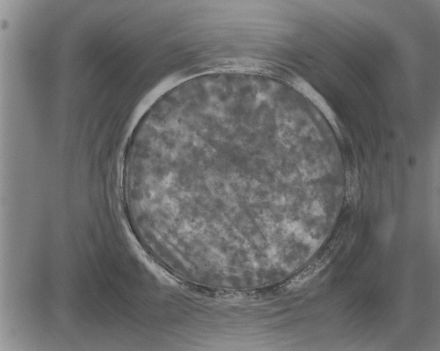 X0000081451099200702021736