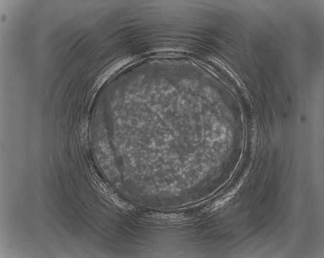 X0000081451121200702021735