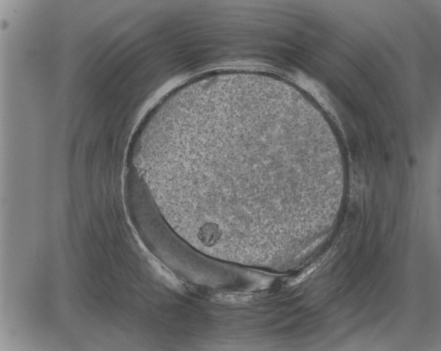 X0000081451237200702021734