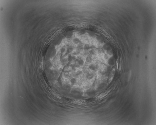 X0000081451251200702021733