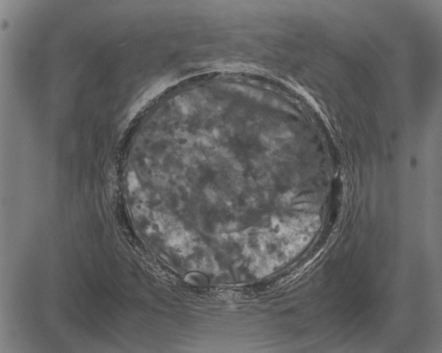 X0000081451263200702021733