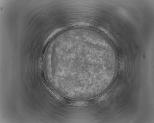 X0000081451266200702021733