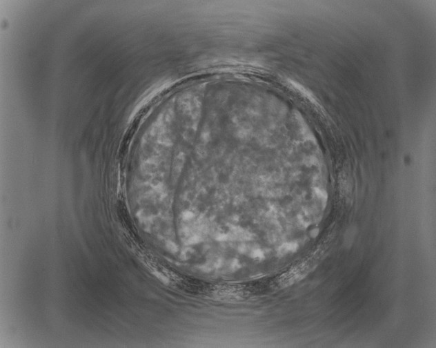 X0000081451267200702021733