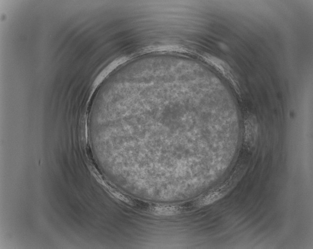 X0000081451274200702021733