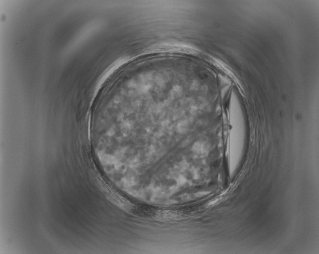 X0000081451275200702021733