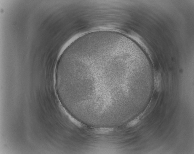 X0000081451294200702021733