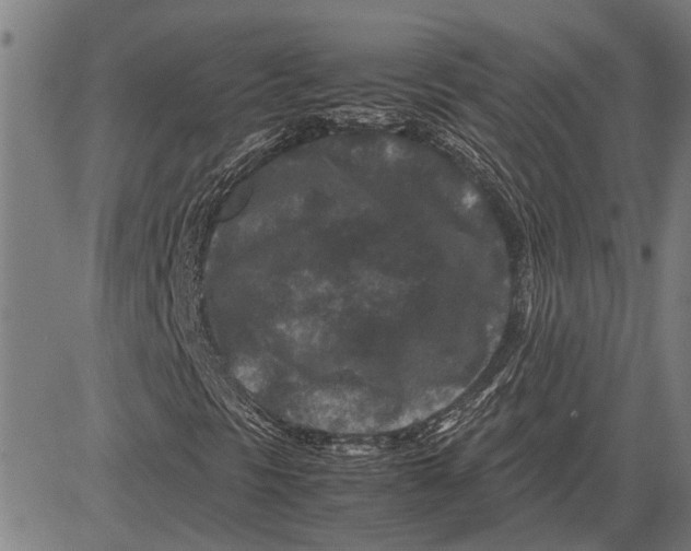 X0000081451297200702021732