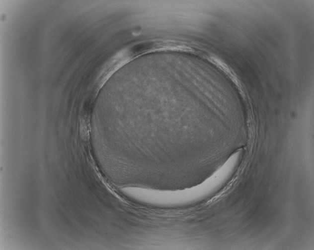 X0000081451377200702021731