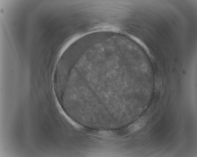 X0000081451383200702021731