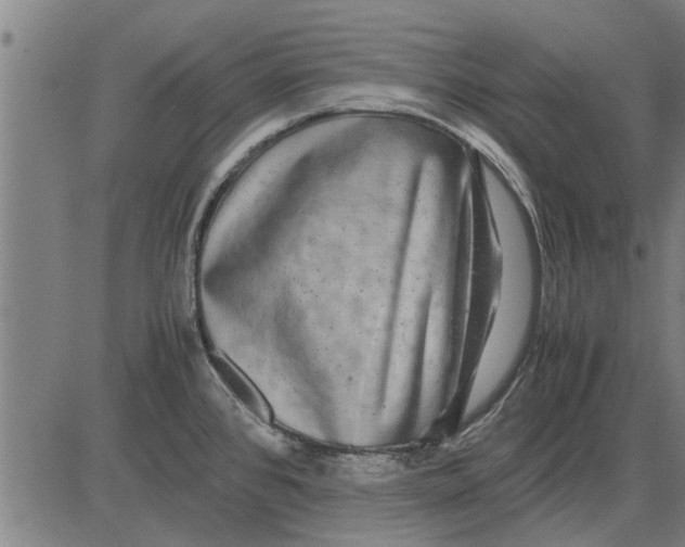 X0000081451384200702021731