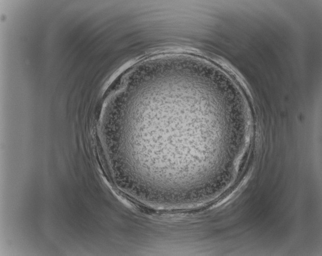 X0000081451385200702021731