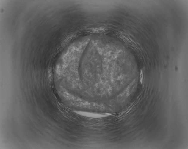 X0000081451395200702021730