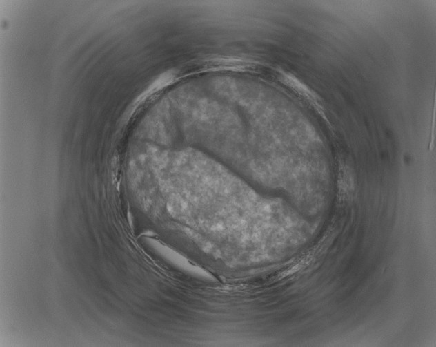 X0000081451411200702021731