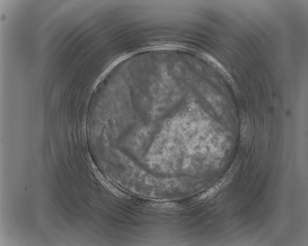 X0000081451417200702021731