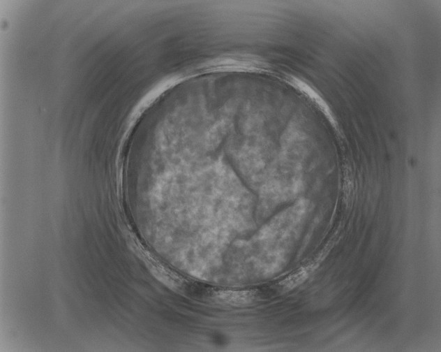 X0000081451419200702021731