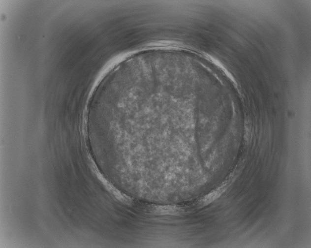 X0000081451421200702021731