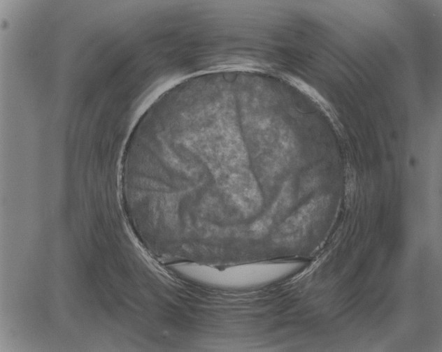 X0000081451423200702021731