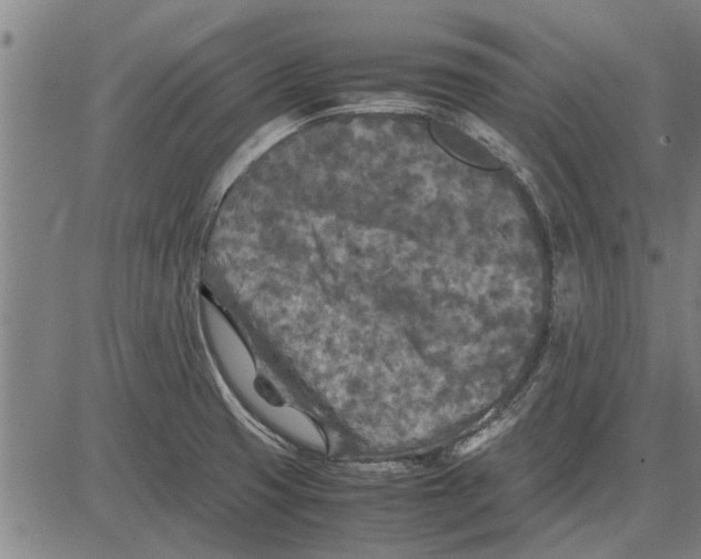 X0000081451425200702021731