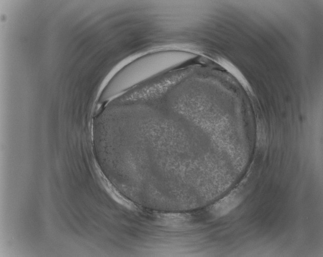 X0000081451436200702021731