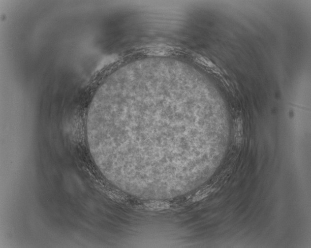 X0000081451446200702021730