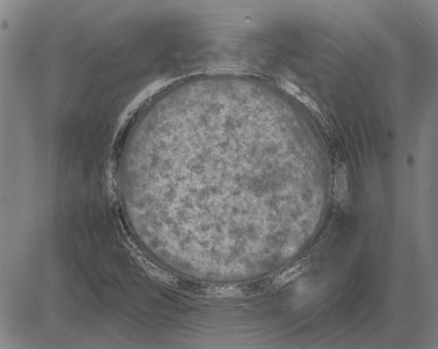 X0000081451454200702021730