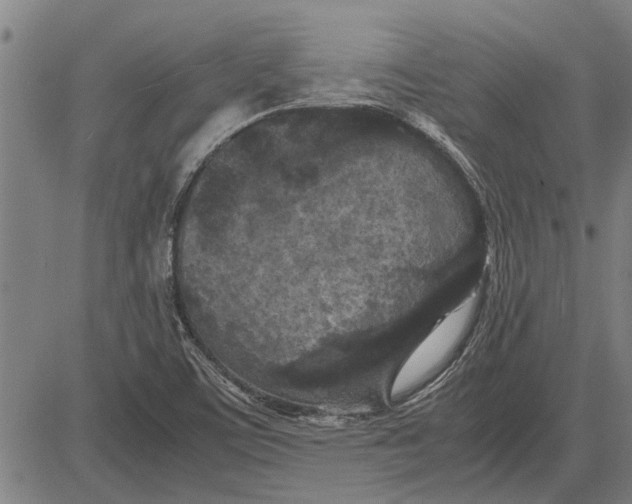 X0000081451459200702021730