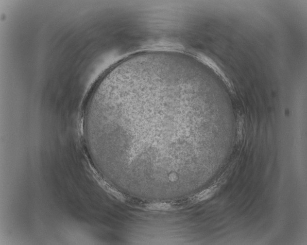 X0000081451462200702021730