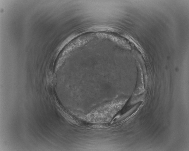 X0000081451465200702021730