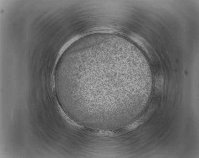 X0000081451466200702021730