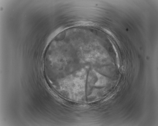 X0000081451467200702021730