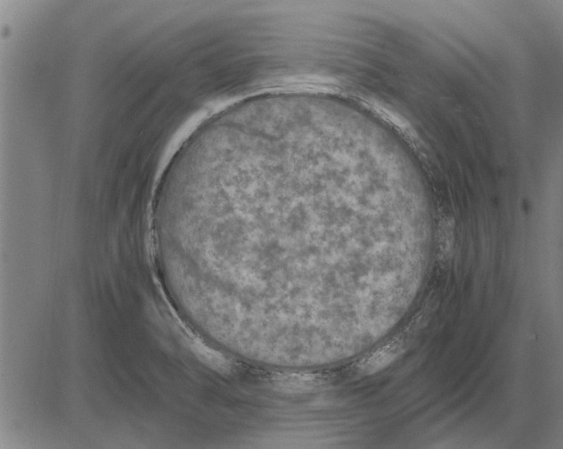 X0000081451470200702021730