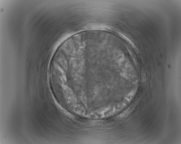 X0000081451471200702021730