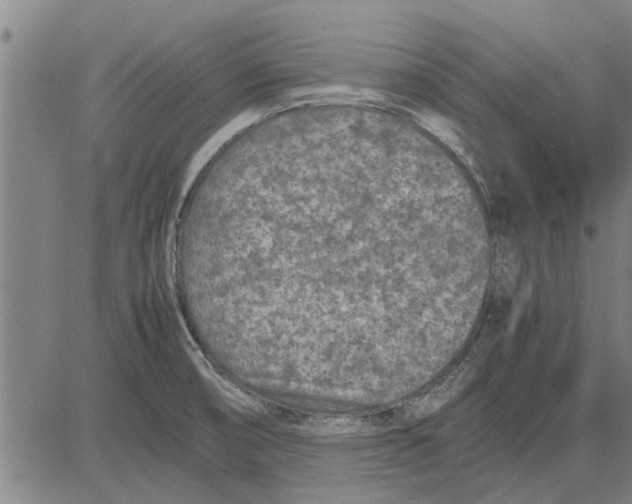 X0000081451474200702021730