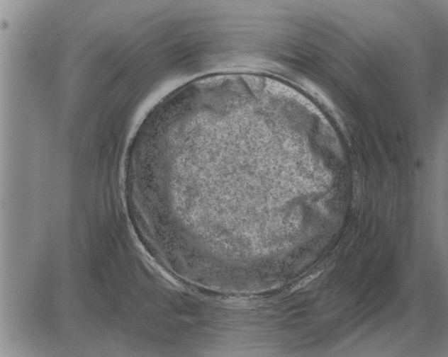 X0000081451480200702021730