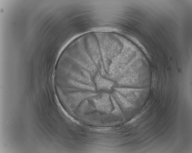 X0000081451484200702021730