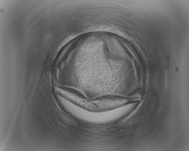 X0000081451505200702021729