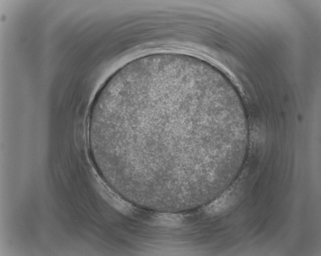 X0000081451514200702021729