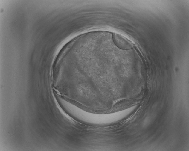 X0000081451519200702021729