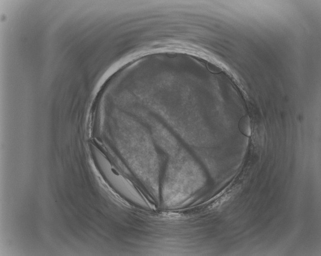 X0000081451522200702021729