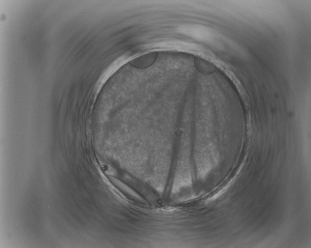 X0000081451529200702021729