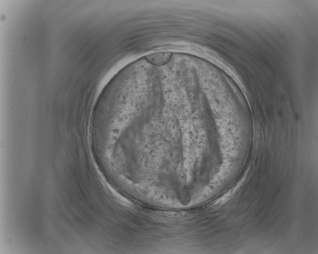 X0000081451533200702021730