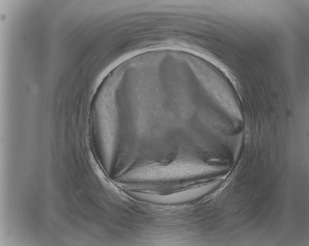 X0000081451534200702021730