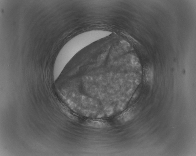 X0000081450475200702092254