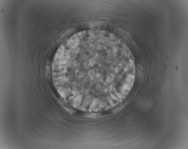 X0000081450527200702092253