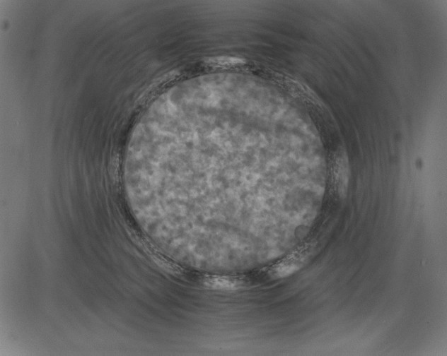 X0000081450565200702092252