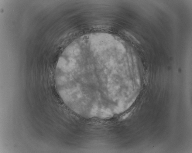 X0000081450917200702092246
