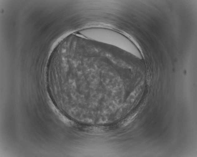 X0000081450995200702092245